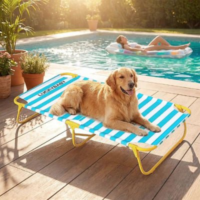 Golden retriever couché sur un lit de camp pour chien Solil rayé bleu surélevé