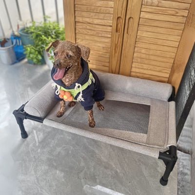 Chihuahua assis sur un lit de camp pour chien Trempol gris surélevé respirant