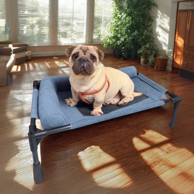 Carlin assis sur lit de camp pour chien Trempol bleu antidouleur articulaire