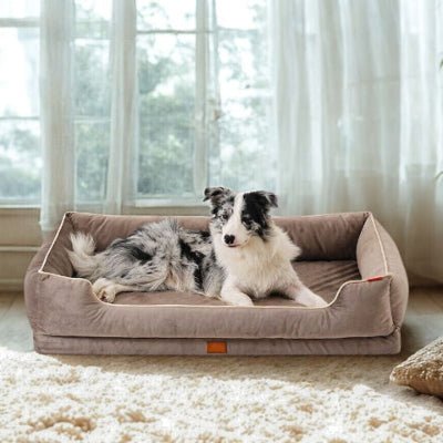 Border collie couché dans un lit pour chien Holar marron avec un design élégant