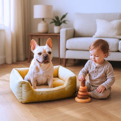 Bouledogue français assis dans un lit pour chien Loulou vert en velours soyeux