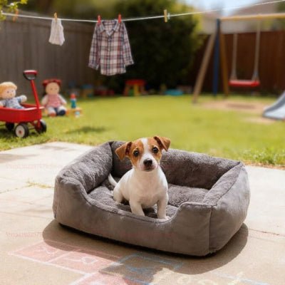 Jack russell dans un lit pour chien Loulou gris qui soutient les articulations