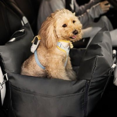 caniche toy assis dans panier à chien nomadix gris foncé garni de coton pp ferme