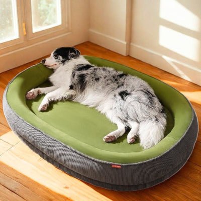 Berger australien allongé dans un panier chien Pisco vert en velours et coton