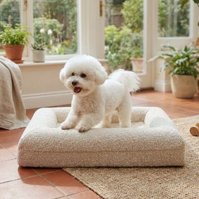 Bichon frisé debout dans un panier pour chien Dival beige déhoussable et lavable