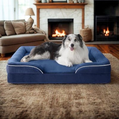 Border collie couché dans un panier pour grand chien Velou bleu mousse alvéolée