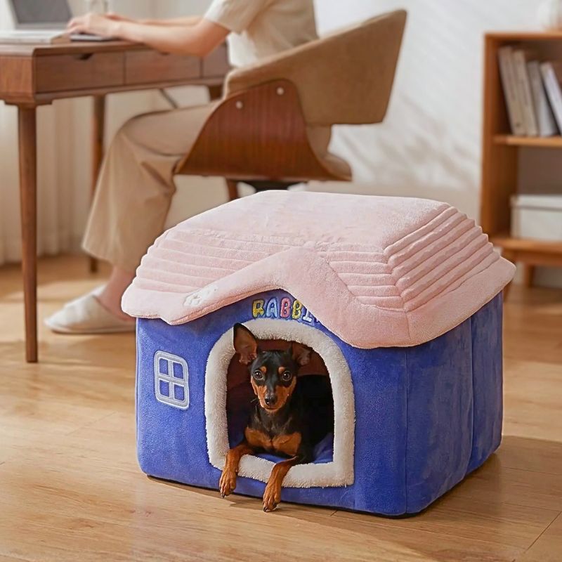 Pinscher nain dans sa niche pour chien bleue et rose moelleuse dans le bureau de sa maîtresse
