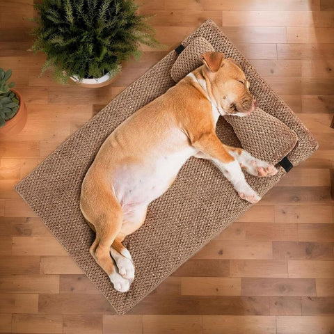 pitbull allongé sur coussin pour chien déhoussable marron confo