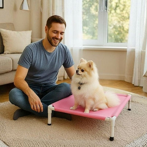 poméranien assis sur lit de camp chien rose aventure