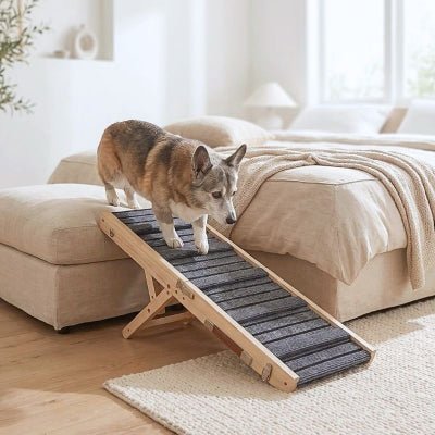 Corgi âgé descendant une rampe pour chien Bono antidérapante et stable