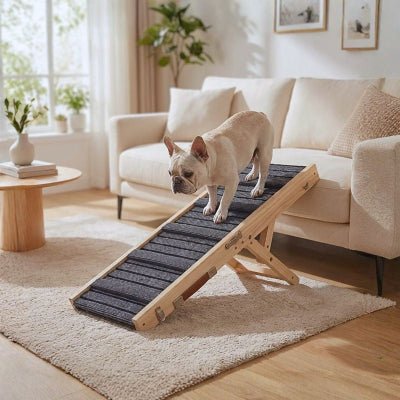 Bouledogue français descendant une rampe pour chien Bono transportable