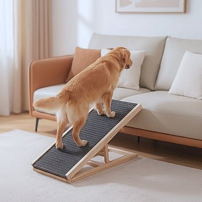 Golden retriever montant sur un canapé par une rampe pour chien Pako légère
