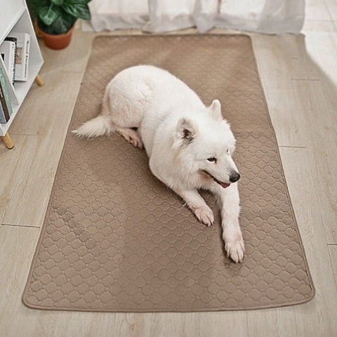 samoyède couché sur tapis chien marron imperméable
