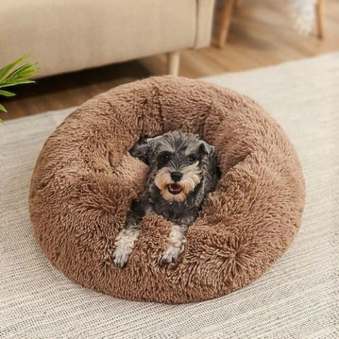 schnauzer allongé dans panier chien marron rond