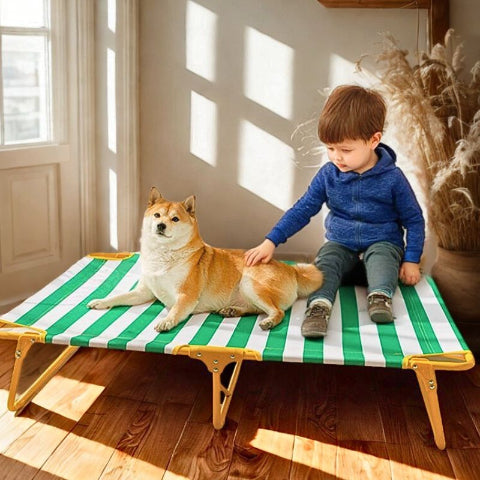 shiba allongé sur lit de camp pour chien antidérapant solel