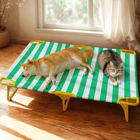 shiba couché sur lit de camp pour chienpolyvalent solel
