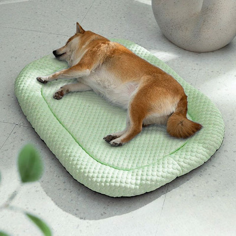 shiba innu allonge sur tapis rafraichissant chien vert frissou