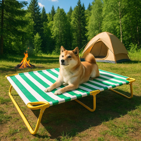 shiba innu couché sur lit de camp pour chien vert solel