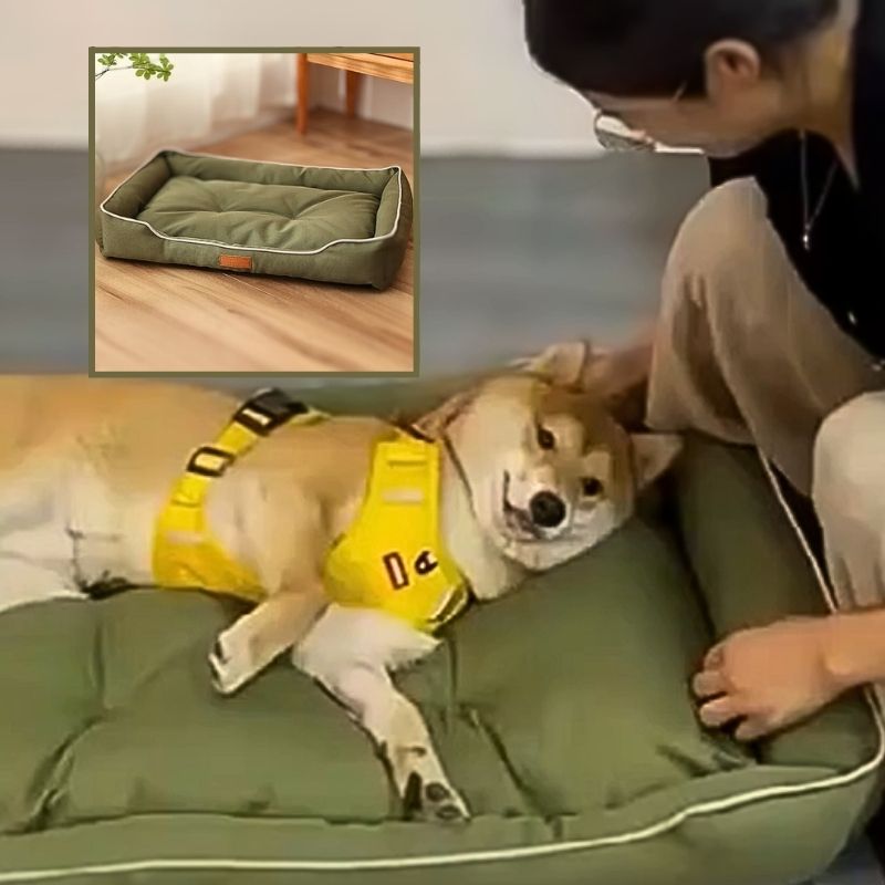 shiba-inu-allonge-dans-son-coussin-chien-vert-qui-se-fait-caresser-par-son-maitre