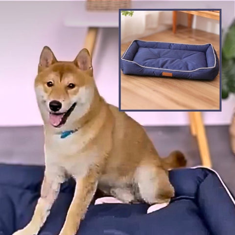 shiba inu assis sur coussin chien bleu imperméable