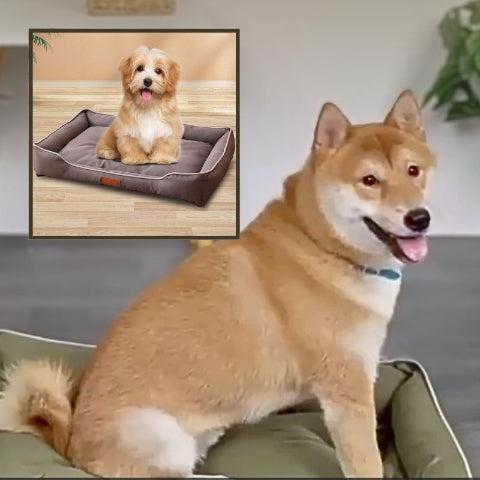 shiba inu assis sur coussin chien durable impermeable