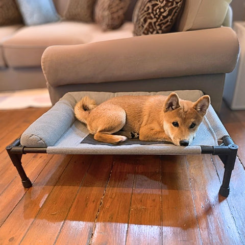 shiba inu couché sur lit de camp pour chien robuste trempol