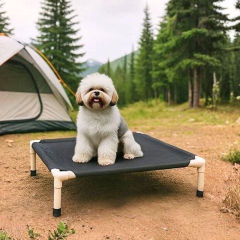 shih tzu assis sur lit de camp chien noir aventure