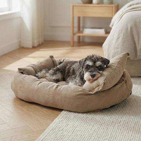 shnauzer couché sur lit chien marron flexi