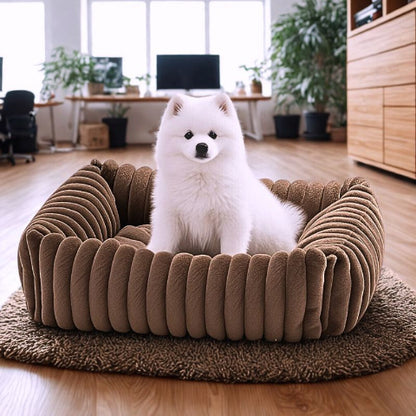 spitz japonais assis dans lit chien moelleux frippon