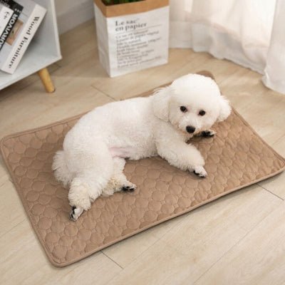 bichon maltais allongé sur un tapis chien marron imperméable et durable