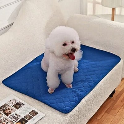 caniche toy assis sur un tapis pour chien ecovelle bleu avec absorption rapide