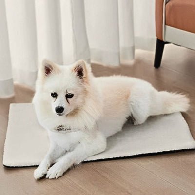 spitz nain sur un tapis pour chien calorina blanc isolant en laine de mouton