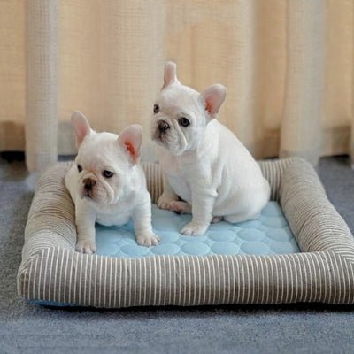 Bouledogue français sur un tapis rafraichissant chien Bassino bleu avec rebord