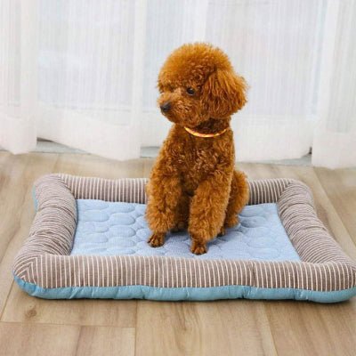 Caniche toy sur un tapis rafraichissant chien Bassino bleu absorbant la chaleur