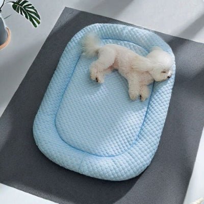 caniche toy allongé sur un tapis rafraichissant chien bleu avec bord surélevé