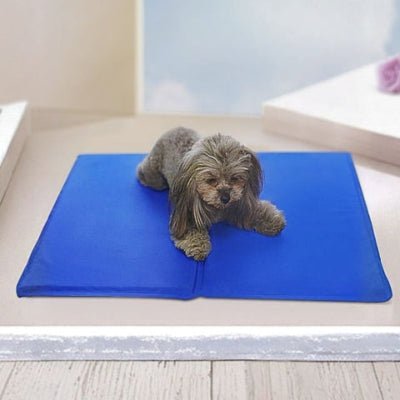 Bichon sur tapis rafraichissant chien Jeltop bleu avec gel activé par pression