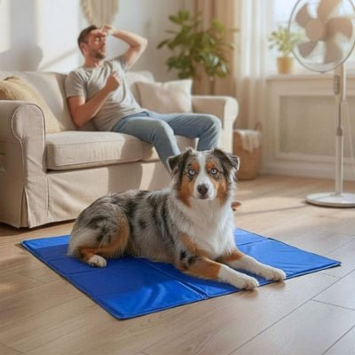 Berger australien sur tapis rafraichissant chien Jeltop bleu sans électricité