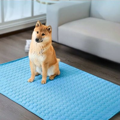 shiba inu assis sur tapis rafraichissant chien absorbel bleu lavable en machine