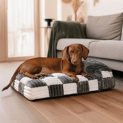 teckel allongé sur coussin pour chien gris polaire