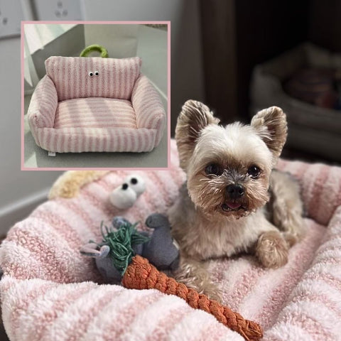 yorkshire allongé sur coussin pour chien rose canapé