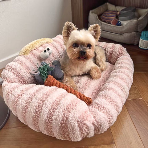 yorkshire couché sur coussin pour chien rose canapé